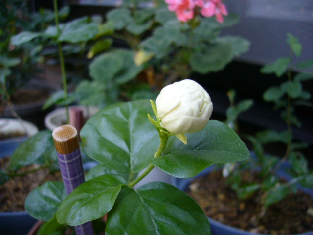 d0000324_154525.jpg