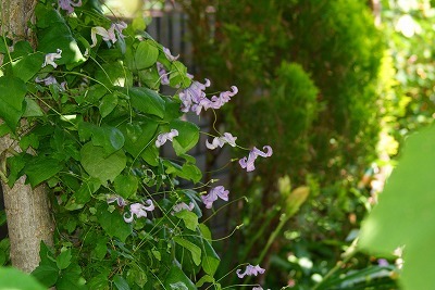 f0170524_1429031.jpg