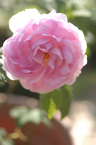 b0056932_7242329.jpg