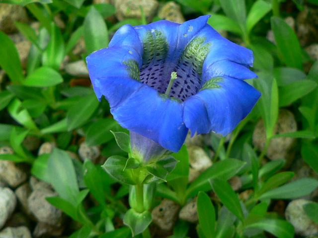 矮鶏竜胆 チャボリンドウ ポピュラーな花 矮鶏竜胆 チャボリンドウ ポピュラーな花