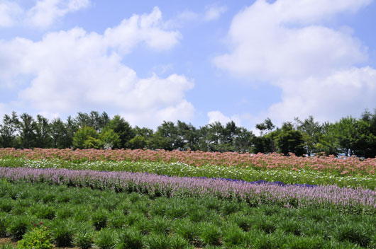 c0093046_635278.jpg