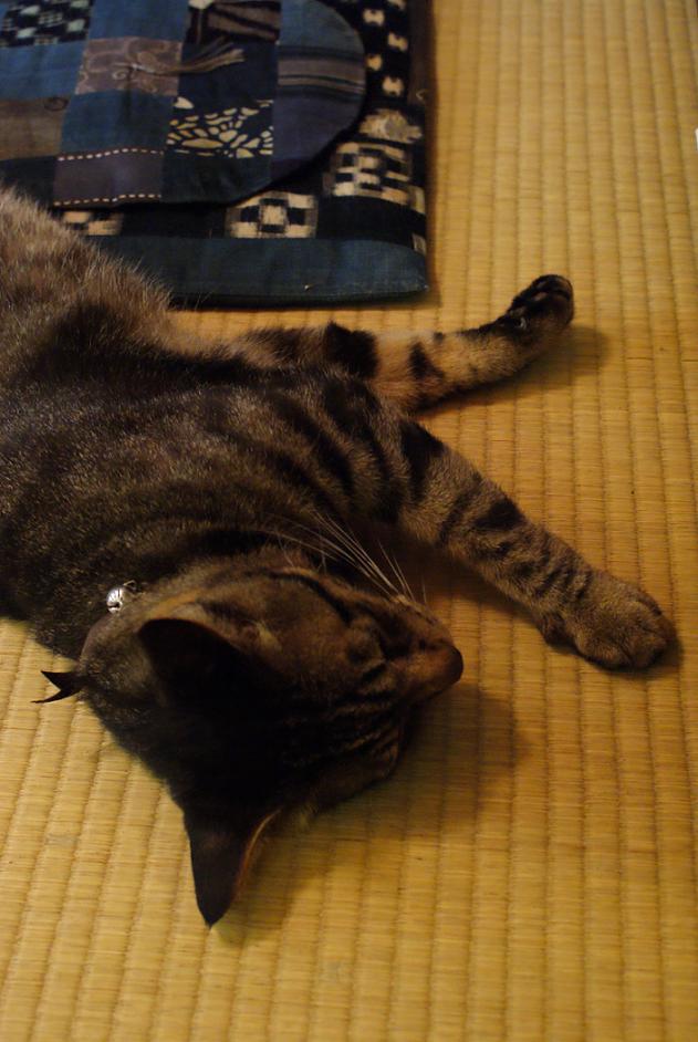 谷中の猫スポット探訪 その1 ねんねこ家_b0063958_21272810.jpg