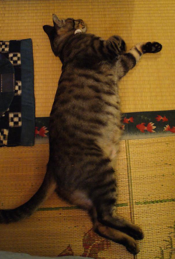 谷中の猫スポット探訪 その1 ねんねこ家_b0063958_212839.jpg