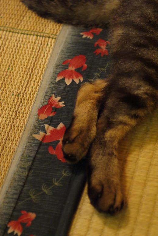 谷中の猫スポット探訪 その1 ねんねこ家_b0063958_21284673.jpg