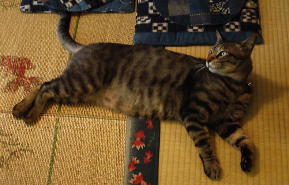 谷中の猫スポット探訪 その1 ねんねこ家_b0063958_21293055.jpg