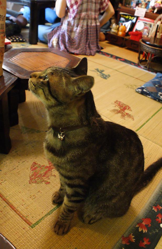 谷中の猫スポット探訪 その1 ねんねこ家_b0063958_21295497.jpg