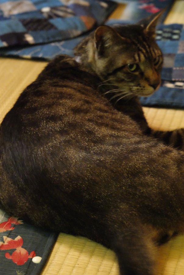 谷中の猫スポット探訪 その1 ねんねこ家_b0063958_2130245.jpg