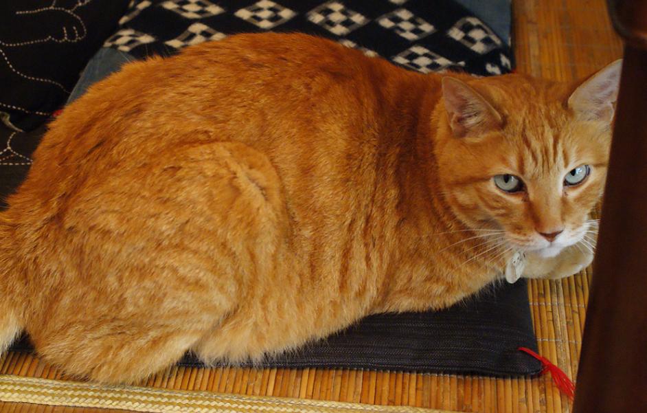 谷中の猫スポット探訪 その1 ねんねこ家_b0063958_21314287.jpg