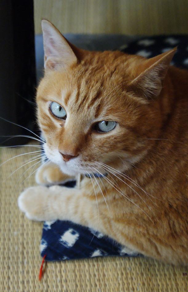 谷中の猫スポット探訪 その1 ねんねこ家_b0063958_21321192.jpg