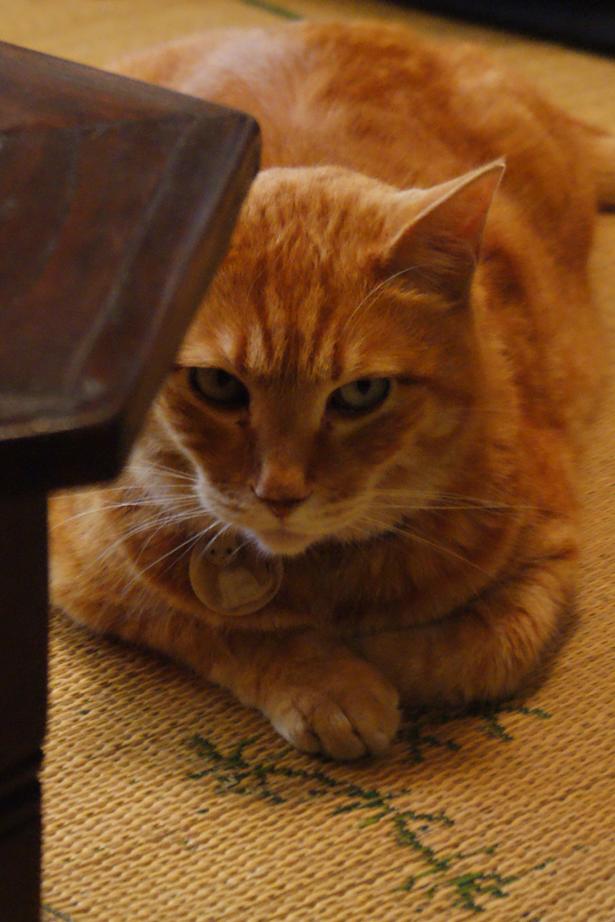 谷中の猫スポット探訪 その1 ねんねこ家_b0063958_2134936.jpg