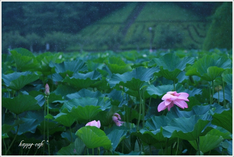 雨のリズムⅠ♪　オニバスと睡蓮　_a0167759_2358121.jpg