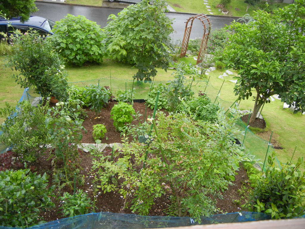 2011年7月20日(水)嵐の前の静けさ?_f0060461_14484369.jpg