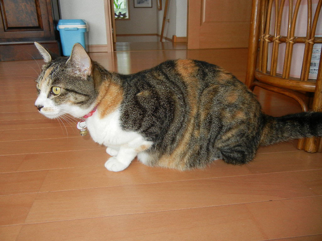 2011年7月20日(水)嵐の前の静けさ?_f0060461_1575676.jpg