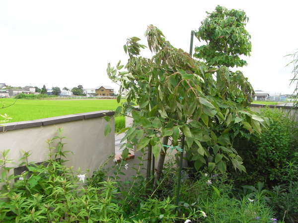 b0194267_17192498.jpg
