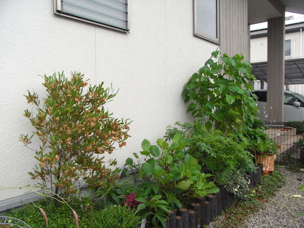 b0194267_17294130.jpg