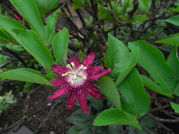 b0194267_1741155.jpg