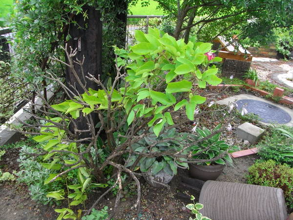 b0194267_17503939.jpg