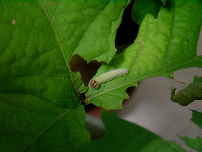 d0019074_6191047.jpg