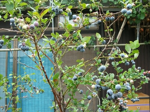 ベッキーブルー ラビットアイ系ブルーベリー ブルーベリーの育て方 栽培 ブルーベリー ノート Blueberrynote