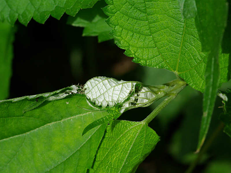 アカタテハ（舞鶴公園 2011/07/15撮影）_f0204094_11475487.jpg