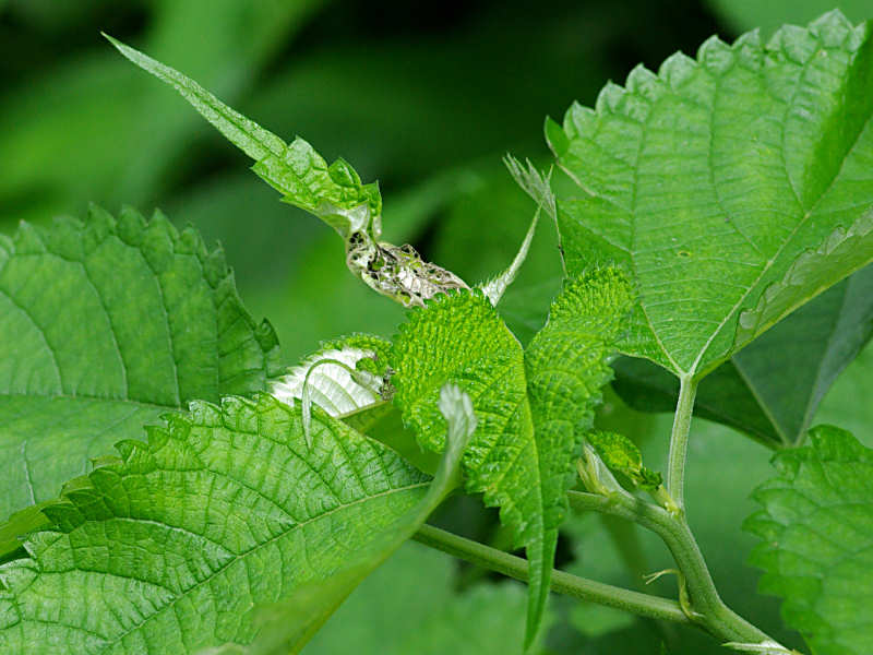 アカタテハ（舞鶴公園 2011/07/15撮影）_f0204094_1148784.jpg