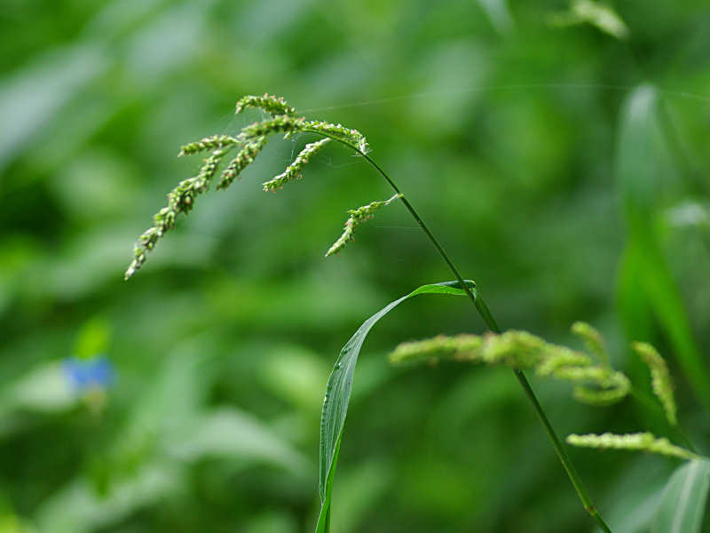 イネ科の1種（舞鶴公園 2011/07/15撮影）_f0204094_8295748.jpg