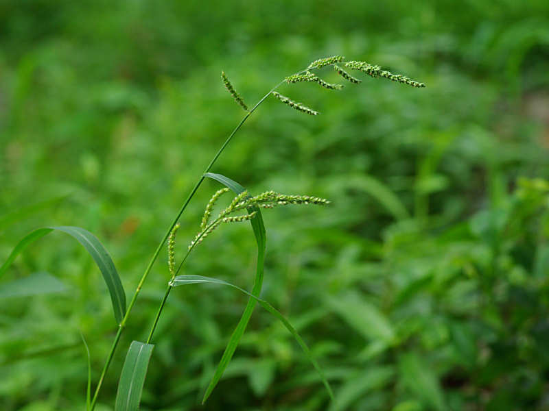 イネ科の1種（舞鶴公園 2011/07/15撮影）_f0204094_904991.jpg