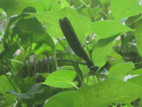 f0146802_15575723.jpg