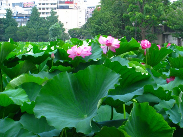 b0190603_17131150.jpg