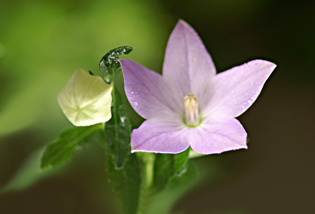 桔梗ページ 第2類医薬品】クラシエ JPS 桔梗石膏（ききょうせっこう）エキス