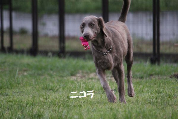 雨上がりのドッグラン_d0224111_22103630.jpg