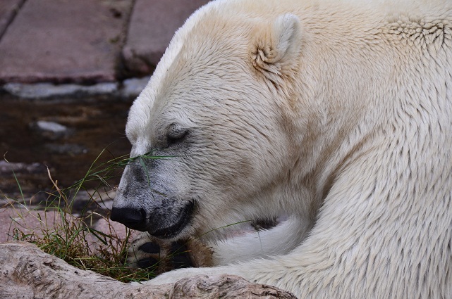 コペンハーゲン動物園での新施設建設とボリスとノエルの繁殖への期待_a0151913_6524710.jpg