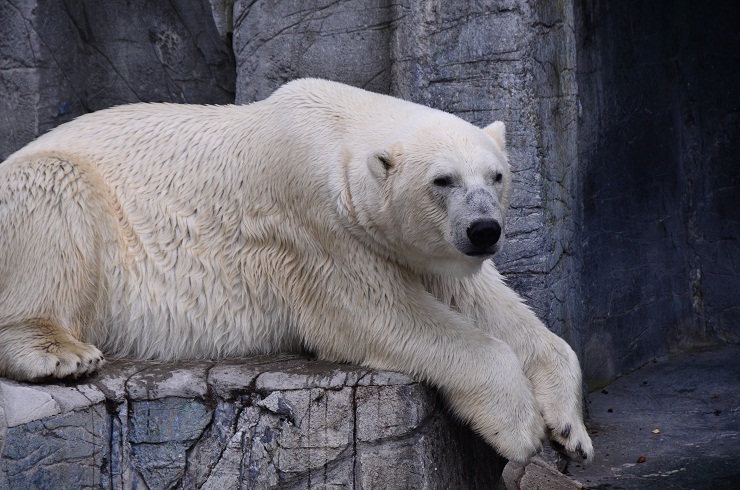 コペンハーゲン動物園での新施設建設とボリスとノエルの繁殖への期待_a0151913_6531621.jpg