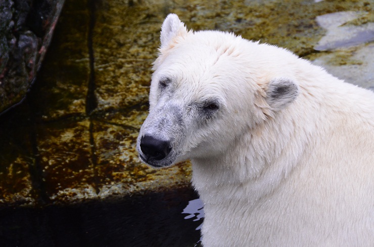 コペンハーゲン動物園での新施設建設とボリスとノエルの繁殖への期待_a0151913_6534266.jpg