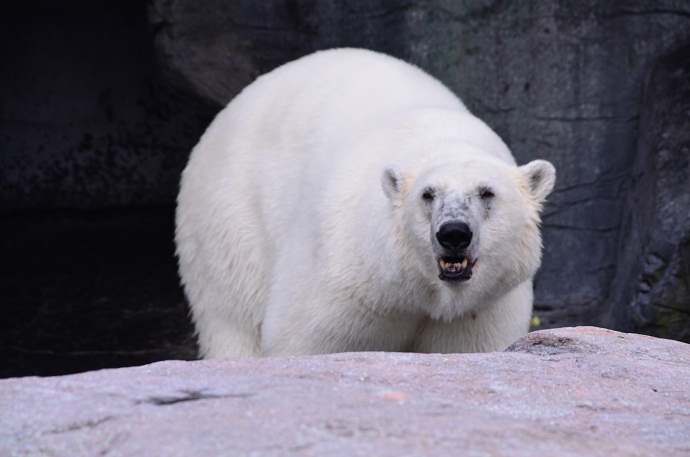 コペンハーゲン動物園での新施設建設とボリスとノエルの繁殖への期待_a0151913_6535955.jpg