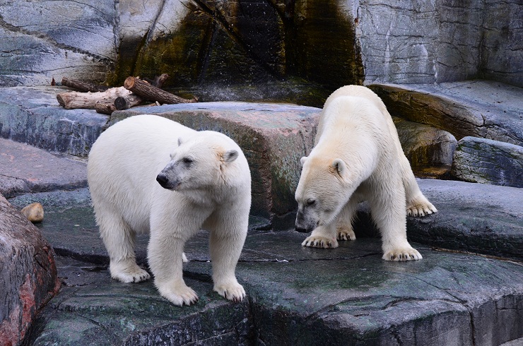 コペンハーゲン動物園での新施設建設とボリスとノエルの繁殖への期待_a0151913_6545485.jpg