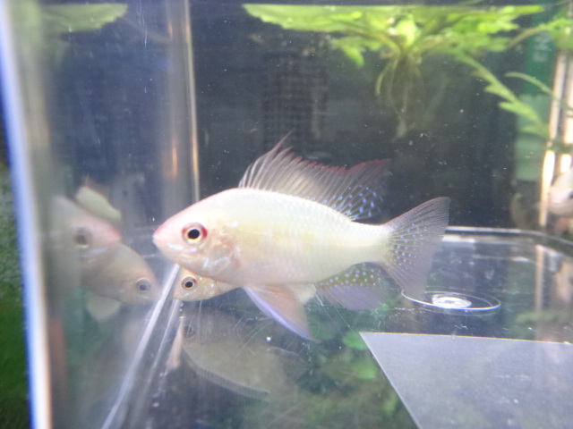 熱帯魚・水草・金魚_f0189122_1351438.jpg