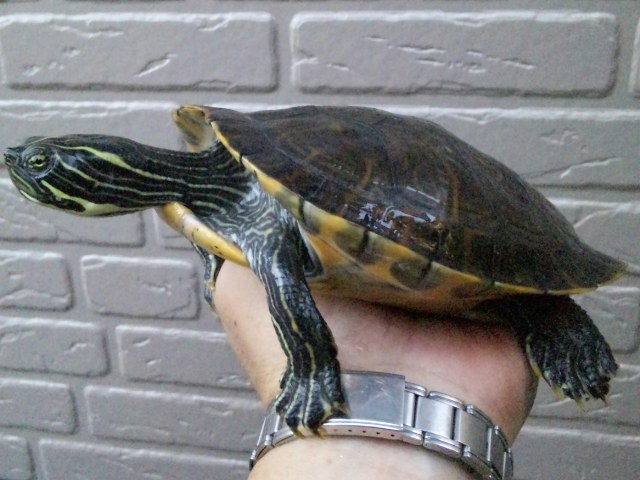 リバークーター Happy Tortoise Life リバークーター Happy Tortoise Life