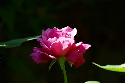 f0170524_13142524.jpg