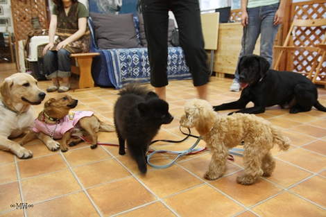 Dog コミュニケーション Party 2011年6月_e0191026_23451627.jpg