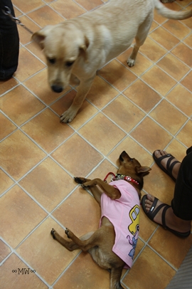 Dog コミュニケーション Party 2011年6月_e0191026_2346247.jpg