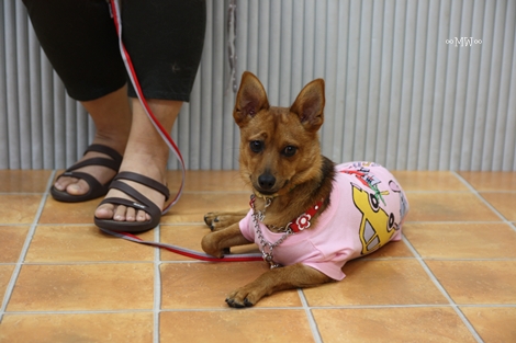 Dog コミュニケーション Party 2011年6月_e0191026_2349161.jpg