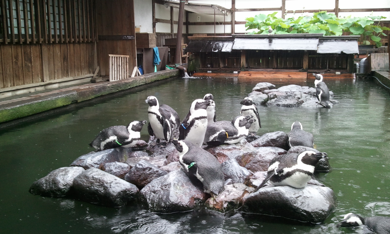 掛川花鳥園　　_f0156629_1337536.jpg