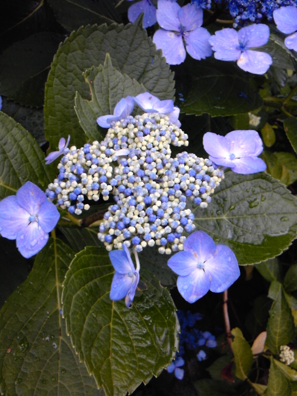 a0163738_1624288.jpg
