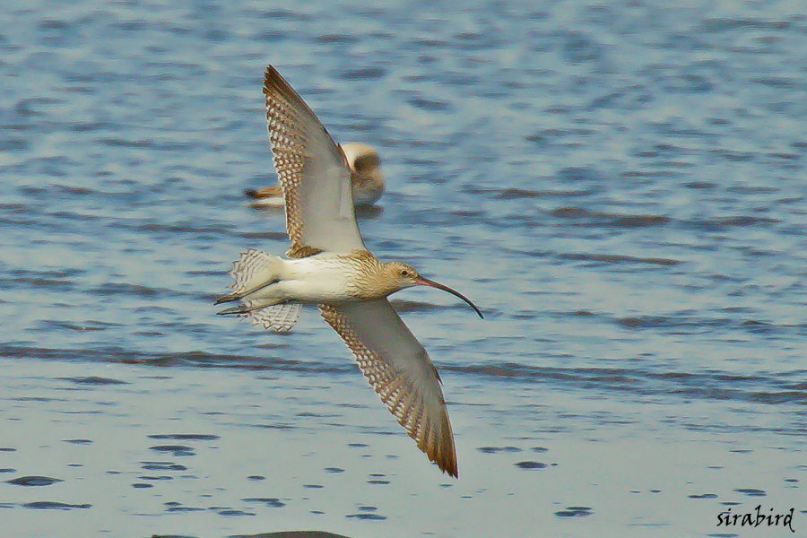 ダイシャクシギ（冬鳥　大杓鷸、全長約60㎝）_d0238245_16501913.jpg