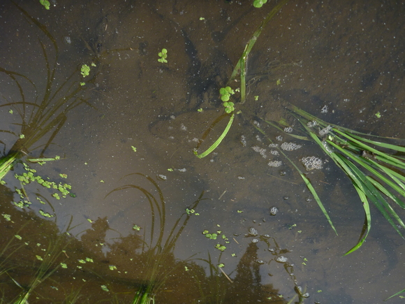 サギが憎い人の気持ち_b0156551_0261397.jpg