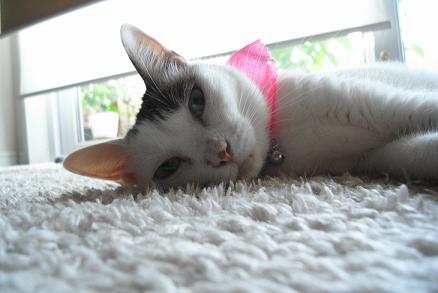 ビタミン猫 バイバイ糖尿病