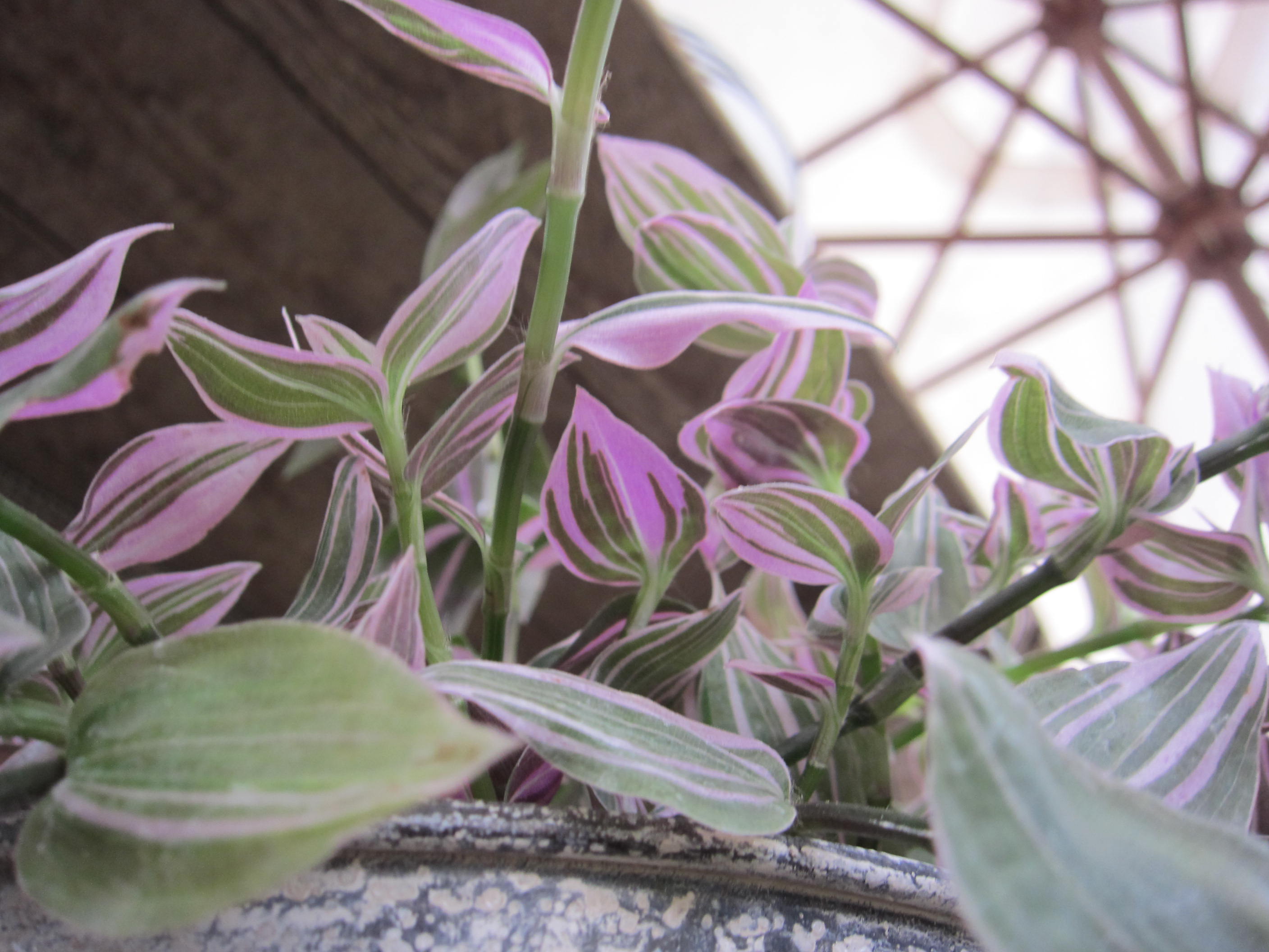 トラディスカンティア さにべるスタッフblog Sunny Day S Garden