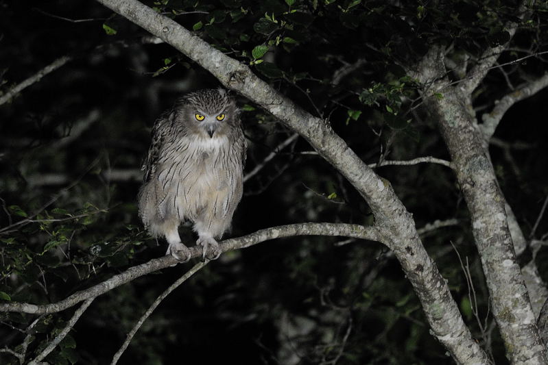 道東の清流にてシマフクロウ 湘南birder 道東の清流にてシマフクロウ 湘南birder