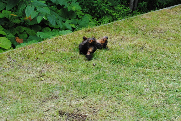 ぱっくんのお気に入り…裏の川で水遊び！！_c0105157_2342617.jpg